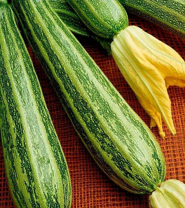 Piante & sementi: 10 Samen XL Zucchini GESTREIFT 3 Graines De Courgette – Nuovo e nell'imballaggio originale da Rovio venduto da POSITIFFARTandPLANTS