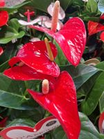 XL Zimmerpflanze" Anthurium " Farbe Rot, 70 - 80 cm