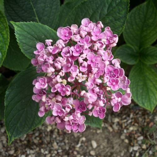 Piante & sementi: Hortensia Lila 2 PLANTS – Nuovo (secondo la descrizione) da Bremblens venduto da FIBONACCI369 1