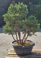 Schöne, gesunde Pinus sylvestris (Waldkiefer) zu verkaufen
