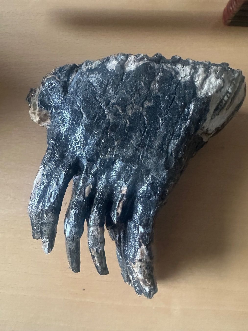 Fossili: Mammutzahn – Usato da Bussnang venduto da Tatzfatz