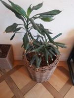 Zimmerpflanze im Korb