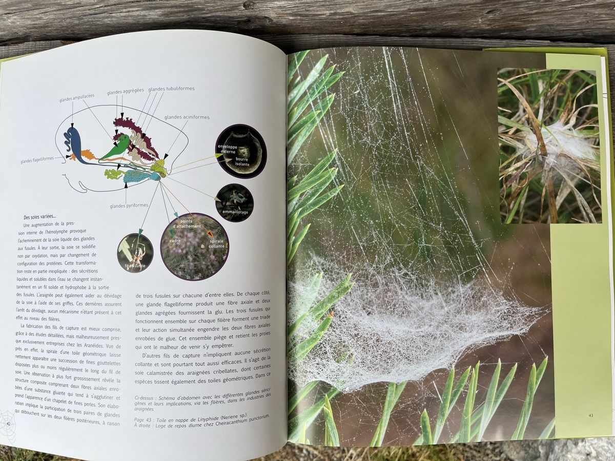 Libri: Au fil des araignées - Livre – Usato da Euseigne venduto da so.ART 1