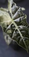 🤩Alocasia Amazonica Albo Variegata Rhizom 