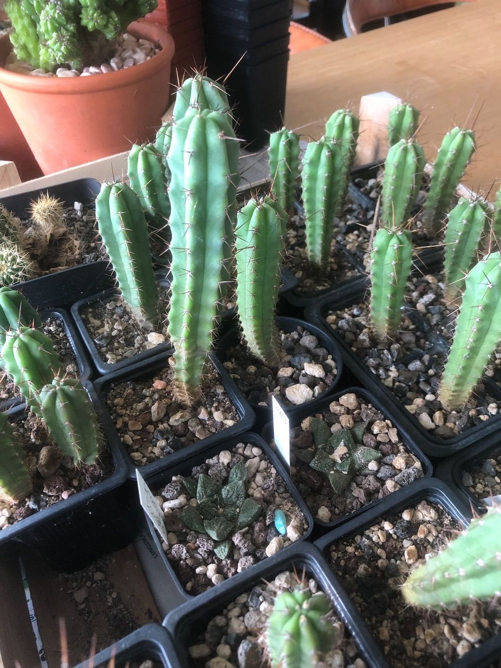 Trichocereus Bridgesii, San Pedro Kaktus (Gebraucht) in Rapperswil SG fr  CHF 30  mit Lieferung auf Ricardo kaufen