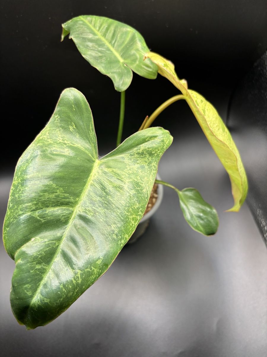 Plantes & graines: Philodendron Paraiso Verde (2-2) – Neuf avec emballage d'origine à Basel par Pink_White 1