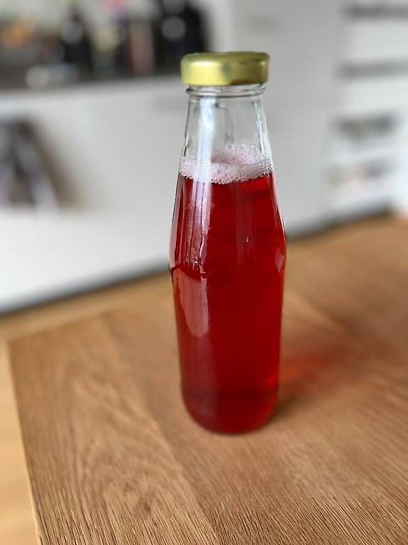Lebensmittel & Spezialitäten: Kombucha Scoby - Tee Pilz – Gebraucht aus Basel von Timmi244