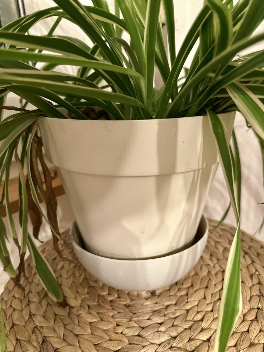 Plantes & graines: Grünlilie – D'occasion à Bern par ACR12 5