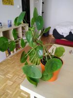 Kerngesunde Mutter-Pilea Zimmerfpflanze