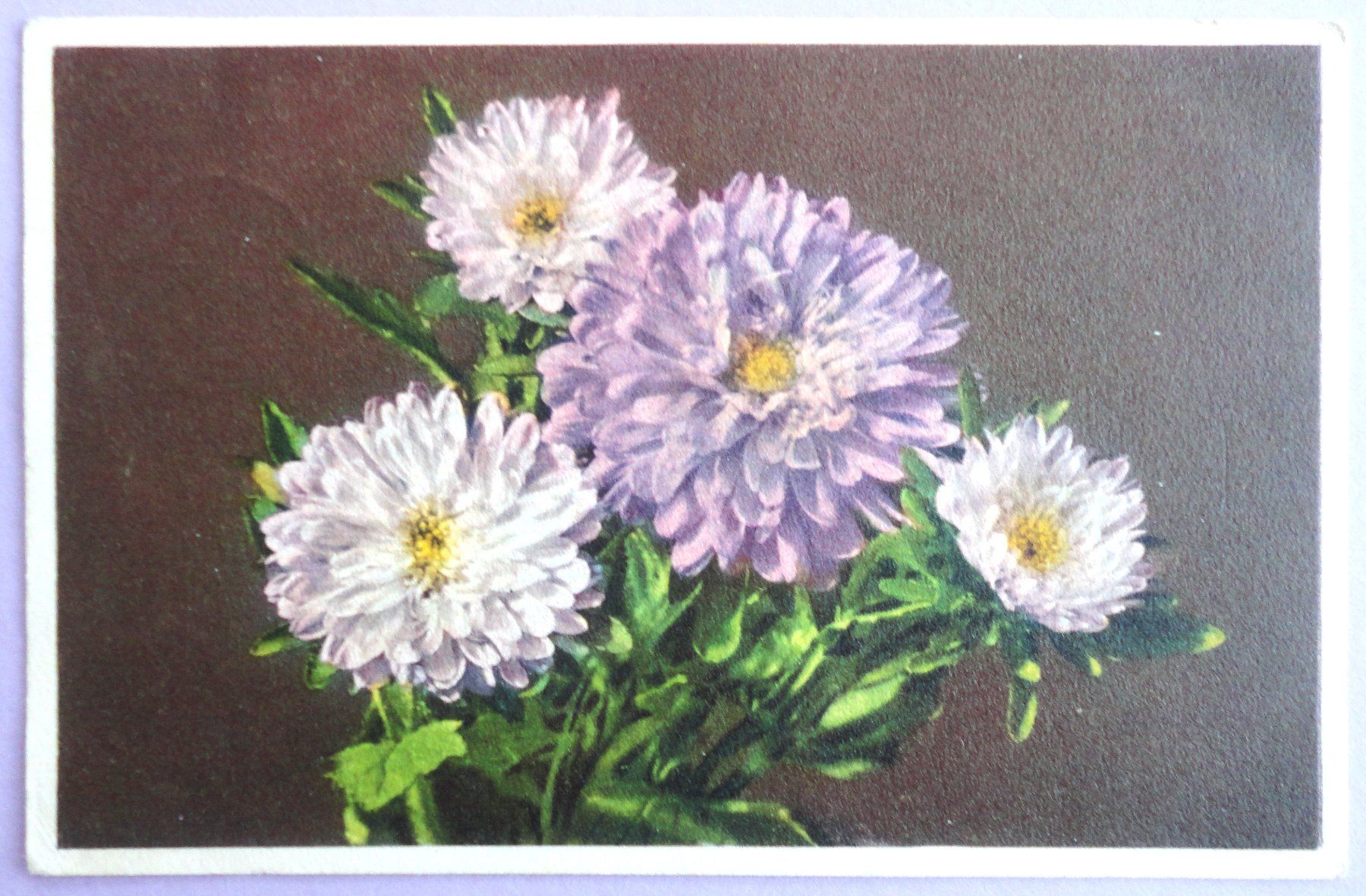 Cartoline postali: Aster – Usato da Fétigny venduto da Billy2miny