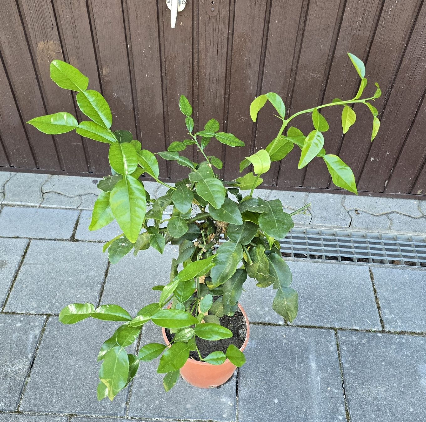 Pflanzen & Samen: Kaffirlimette – Gebraucht aus Aarburg von popkorn65 1