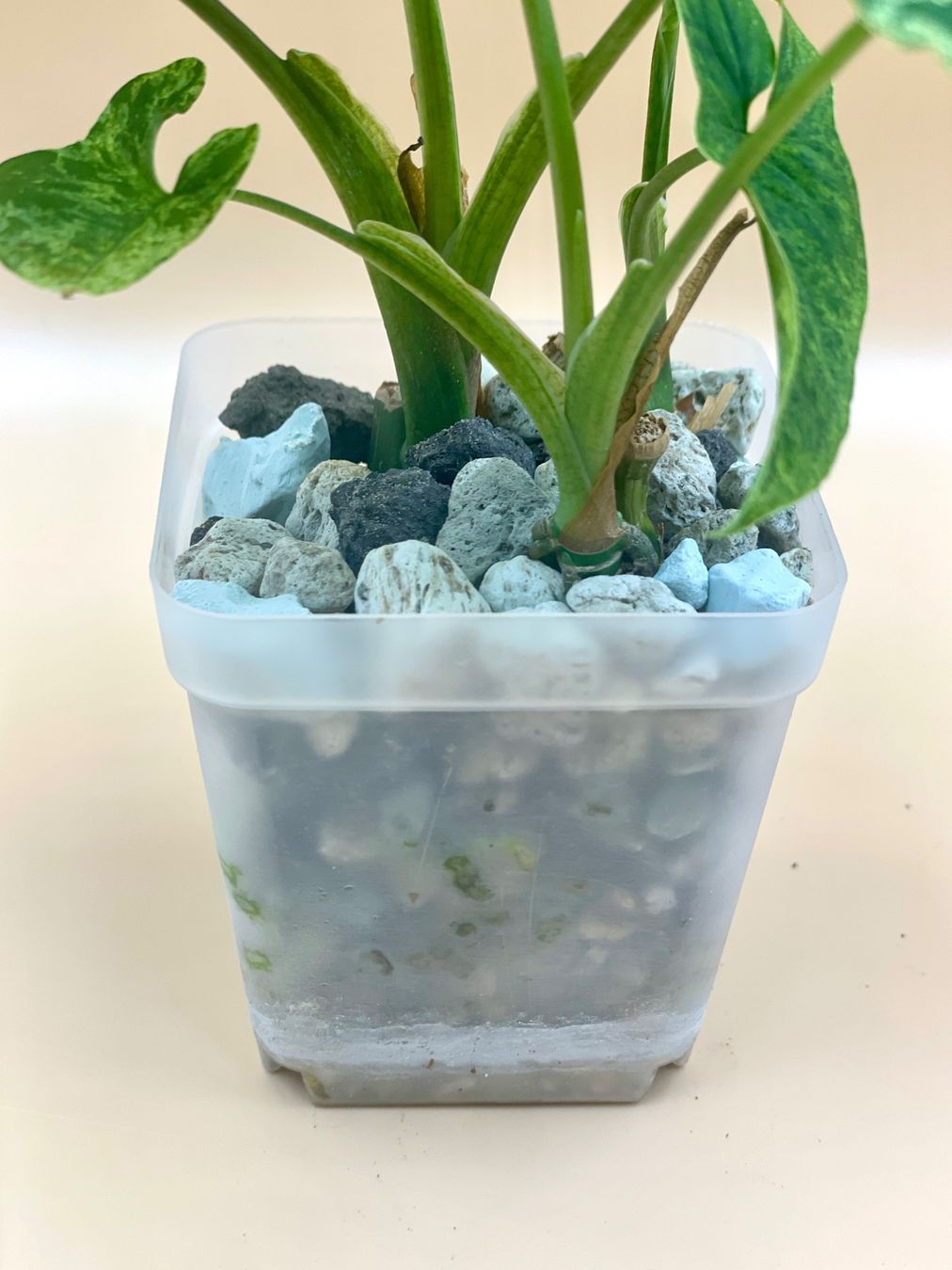 Pflanzen & Samen: Syngonium mottled 'Mojito' – Neu (gemäss Beschreibung) aus Zürich von Leafscape 2