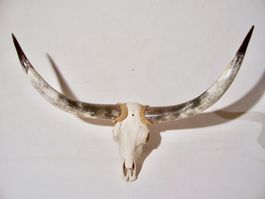 Schädel TEXAS LONGHORN STIER BULLE 140cm WESTERN DEKO SALOON
