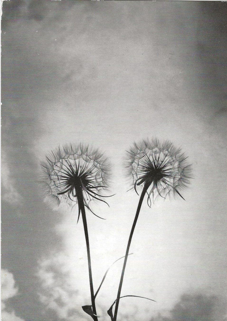 Cartoline postali: Pfadfinder, Blumen, 1965 – Usato da Frauenfeld venduto da Merk52