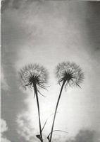 Pfadfinder, Blumen, 1965