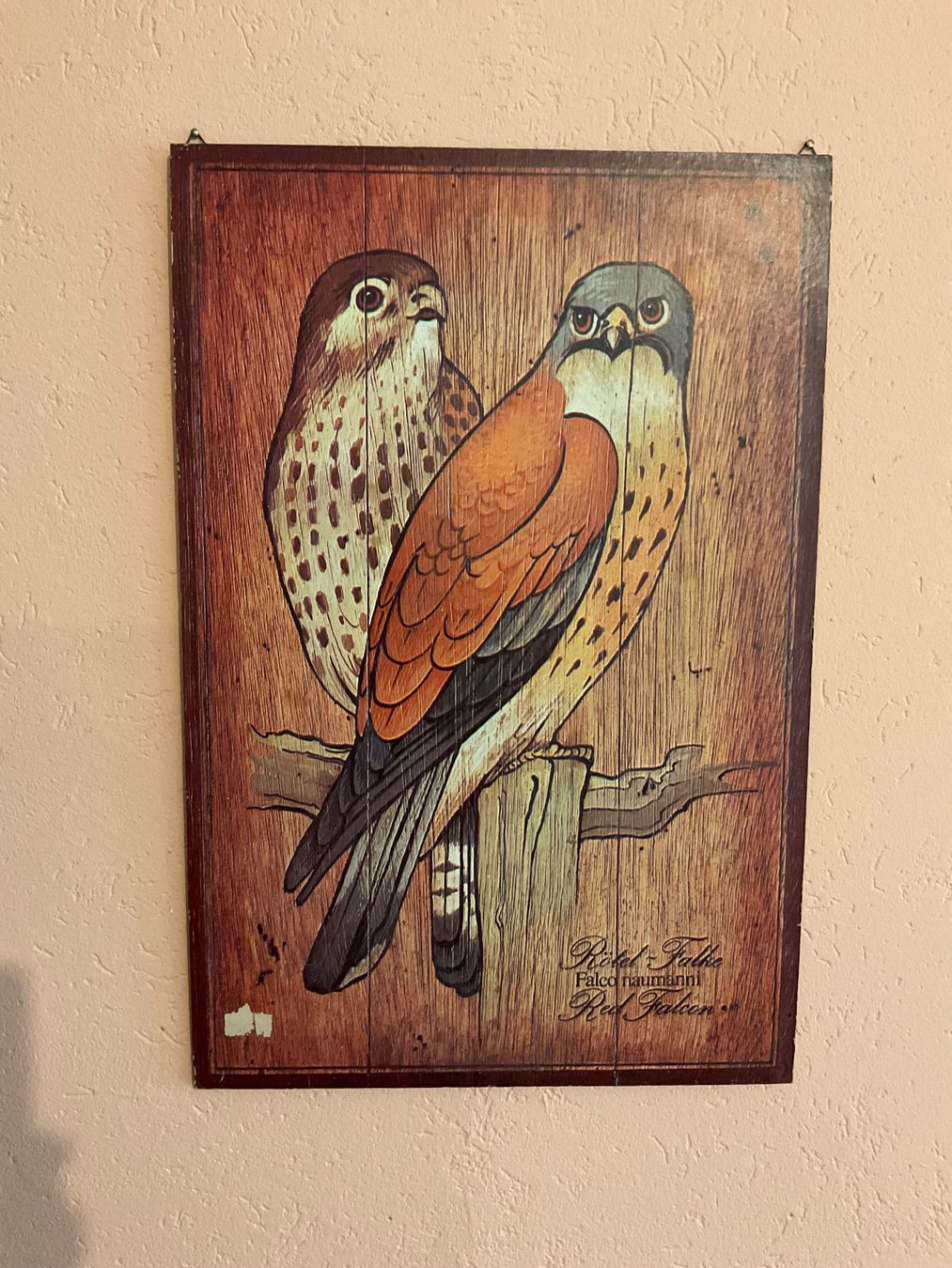 Poster & Bilder: Poster Falke 50x74 – Gebraucht aus biberist von antoniaf01