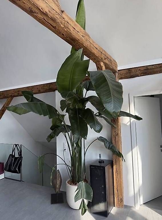 Piante & sementi: Strelizia Nicolai 3,6 Meter  – Usato da Buchberg venduto da the_w8gy 1