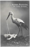 Storch mit Baby Gratulation zum frohen Ereignis