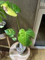 💚Monstera Yellow Marilyn💚