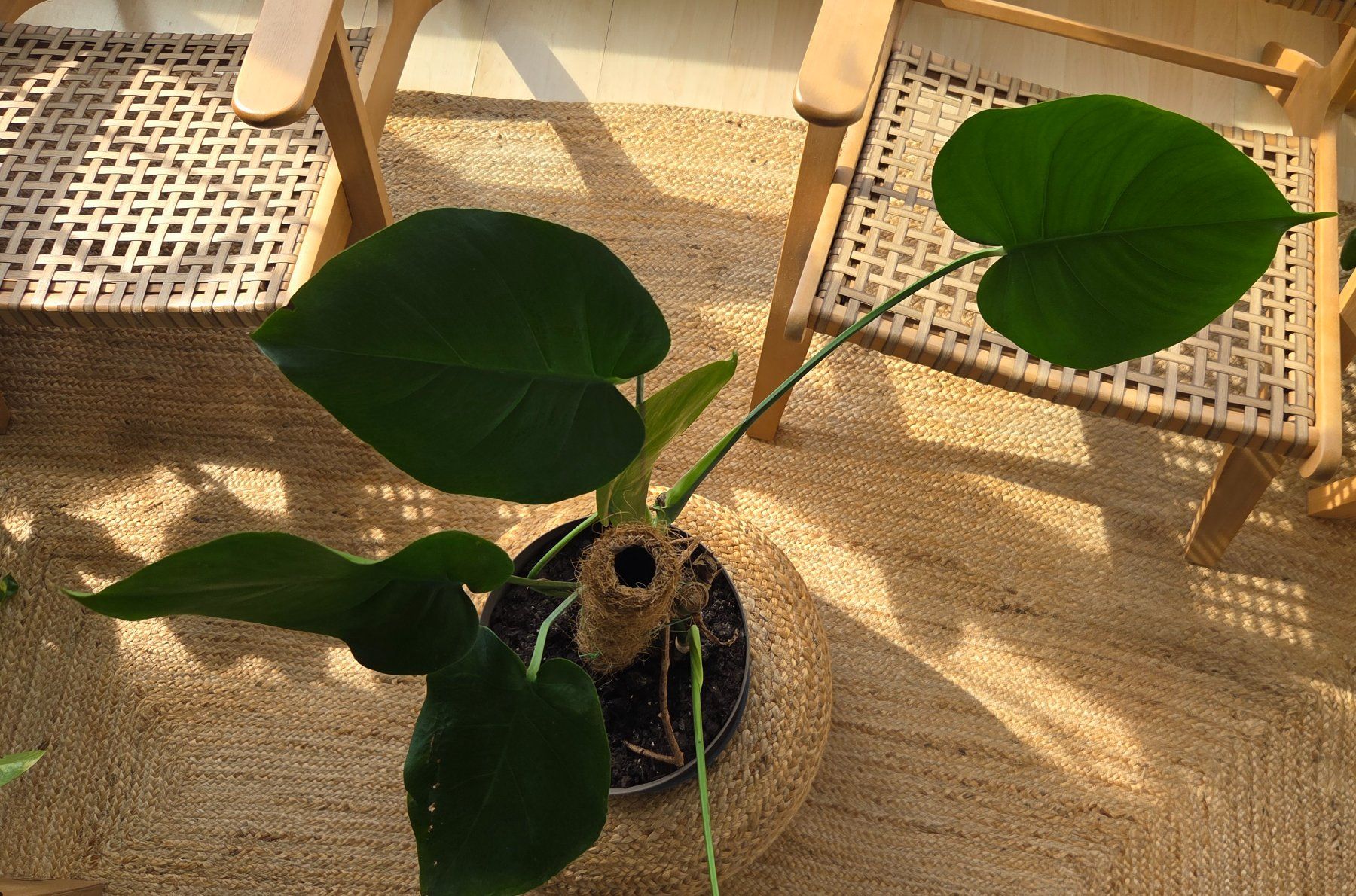 Pflanzen & Samen: Kleine Monstera (ca. 40cm) – Gebraucht aus Zürich von wile_coyote 1