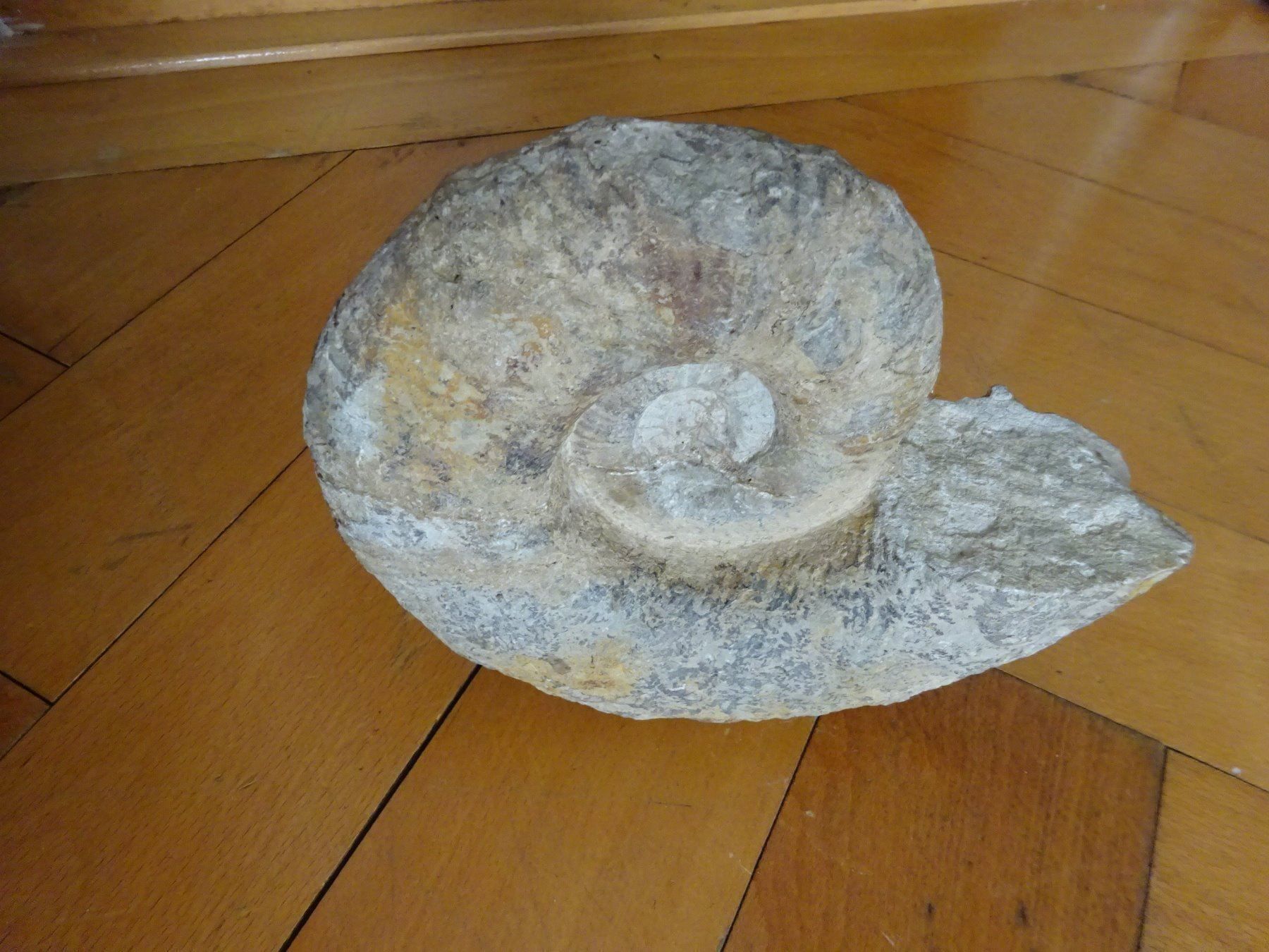 Fossilien: Grosser Ammonit / 3500 Gramm – Gebraucht aus Esslingen von eintagammeer 1