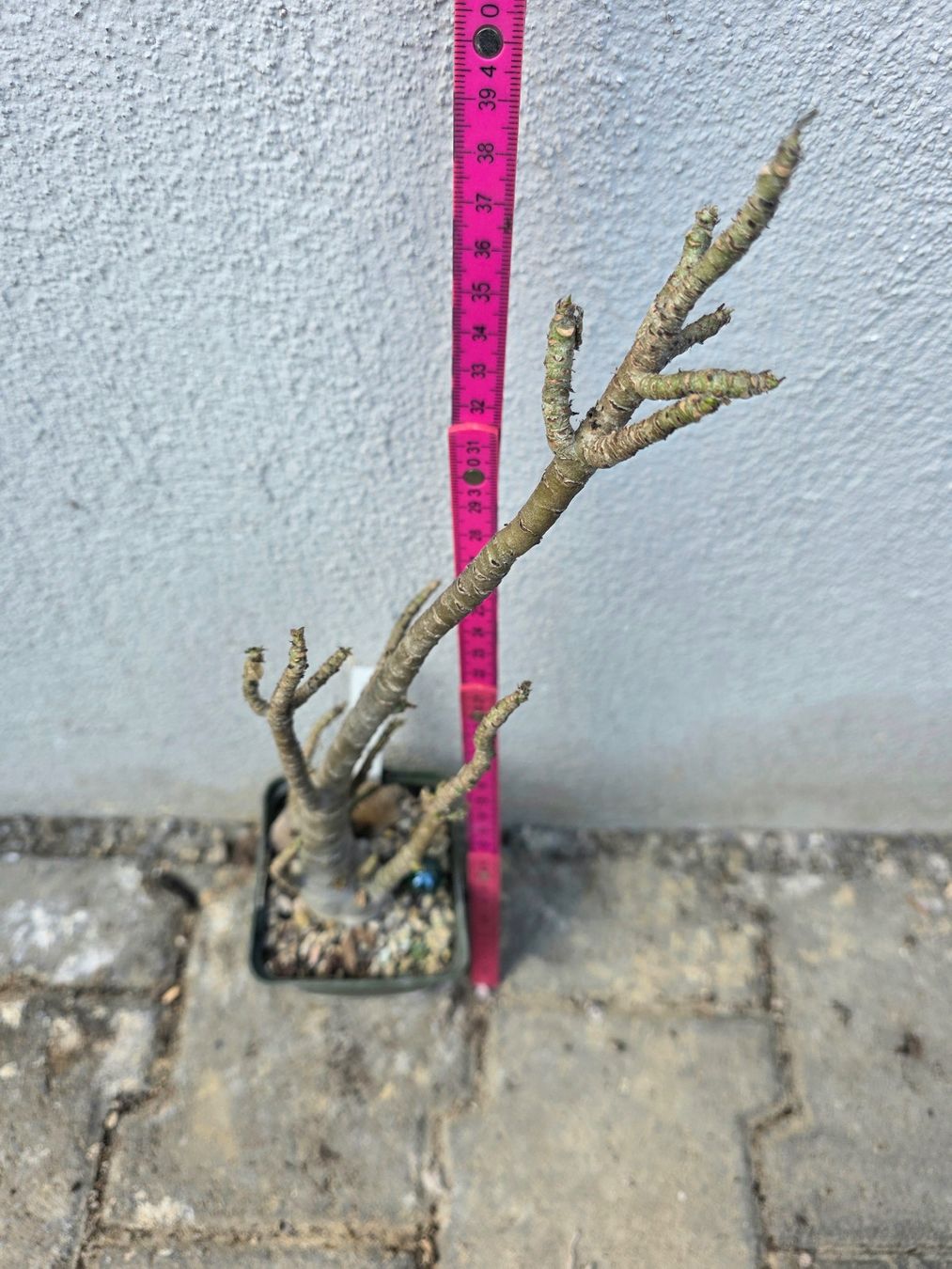 Piante & sementi: Adenium arabicum "Black Hawk" / Wüstenrose – Usato da Thalheim venduto da silvara01 3