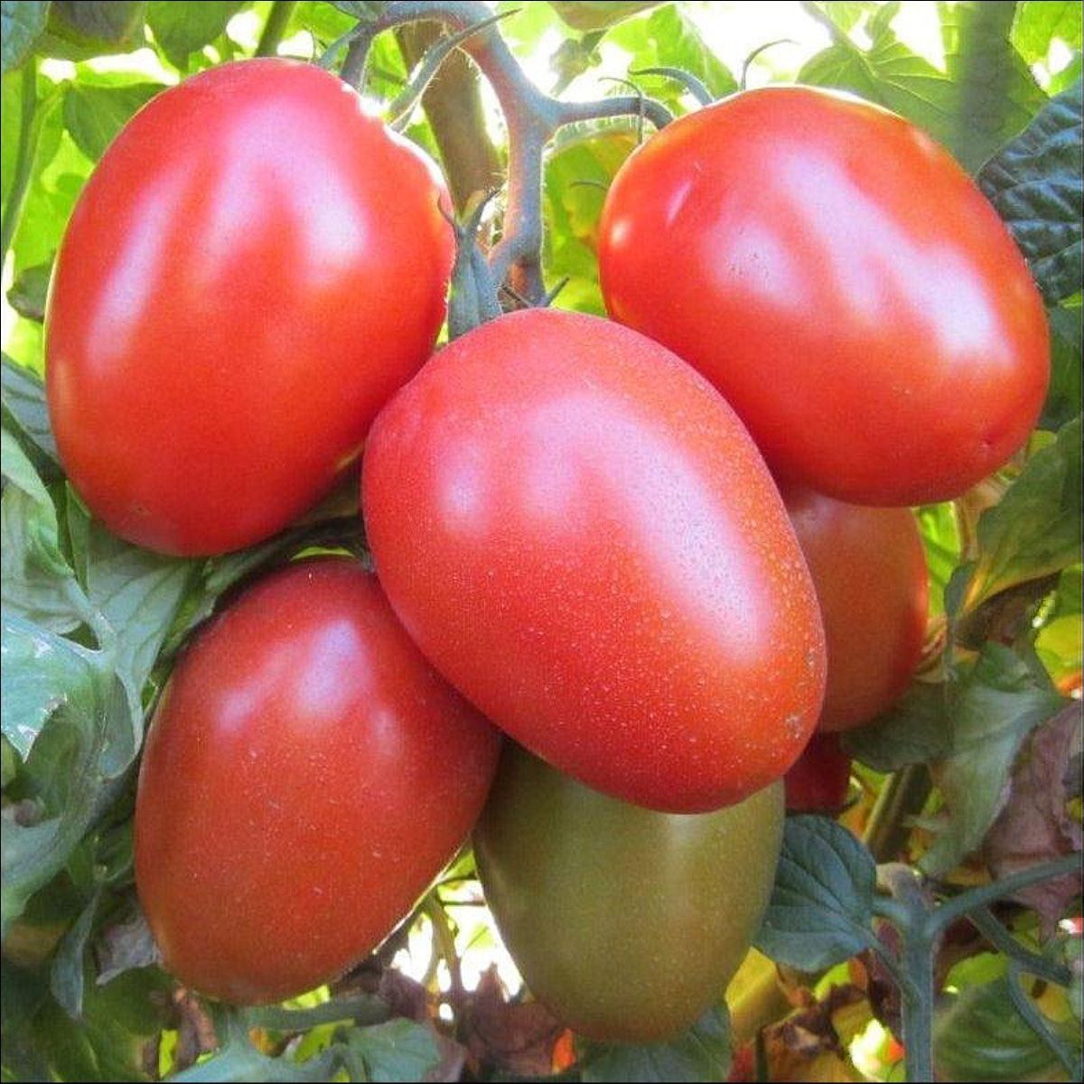 Pflanzen & Samen: 50 Samen ROMA Tomate Italienische Sorte – Neu (gemäss Beschreibung) aus Ehrendingen von VerveinaSamen 1