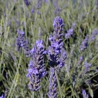Lavande 'Grosso'  2 PLANTS