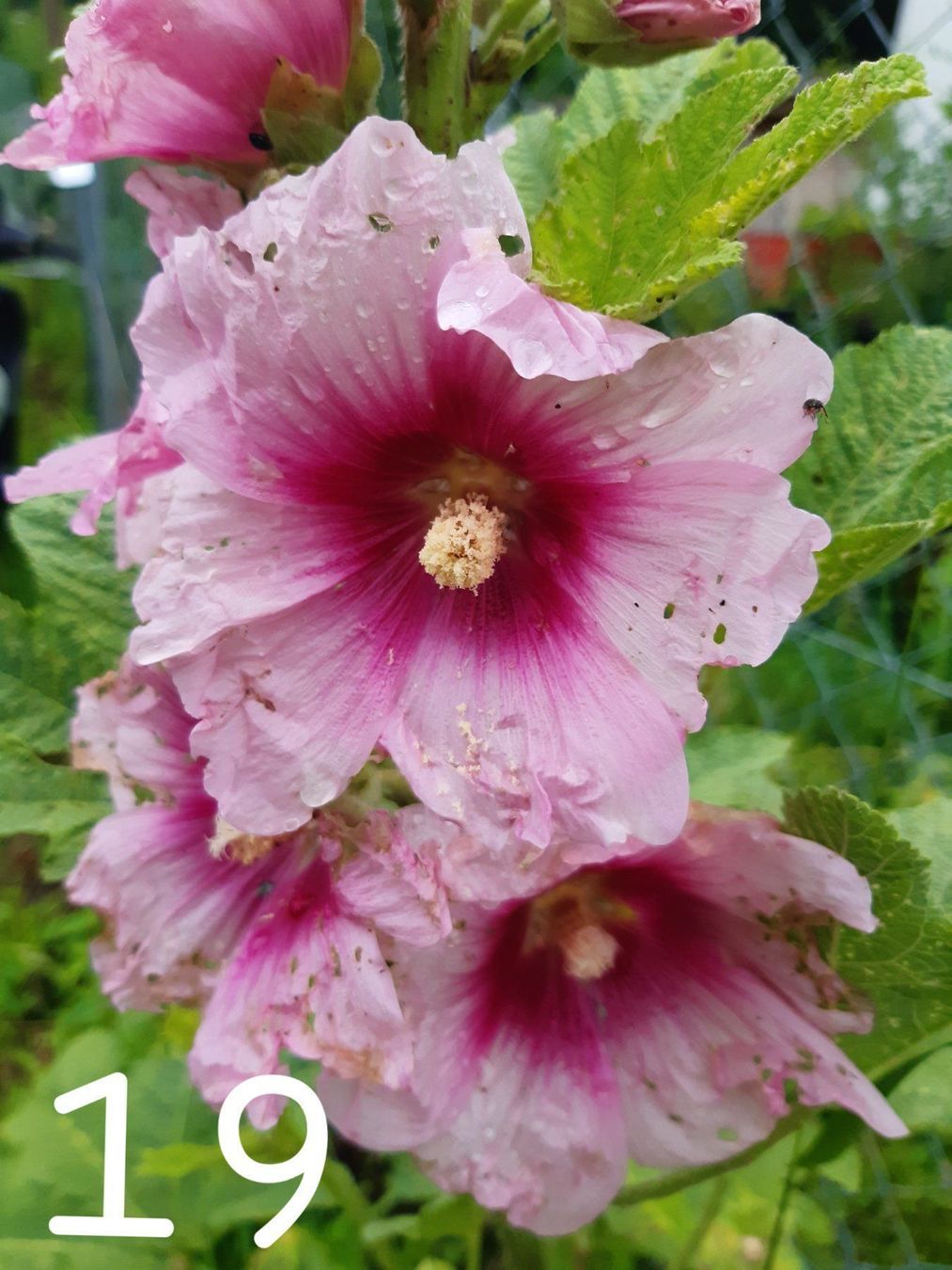 Plantes & graines: Stockrosen samen 10 stück – Neuf avec emballage d'origine à Ibach par chaemilochhobbygarte