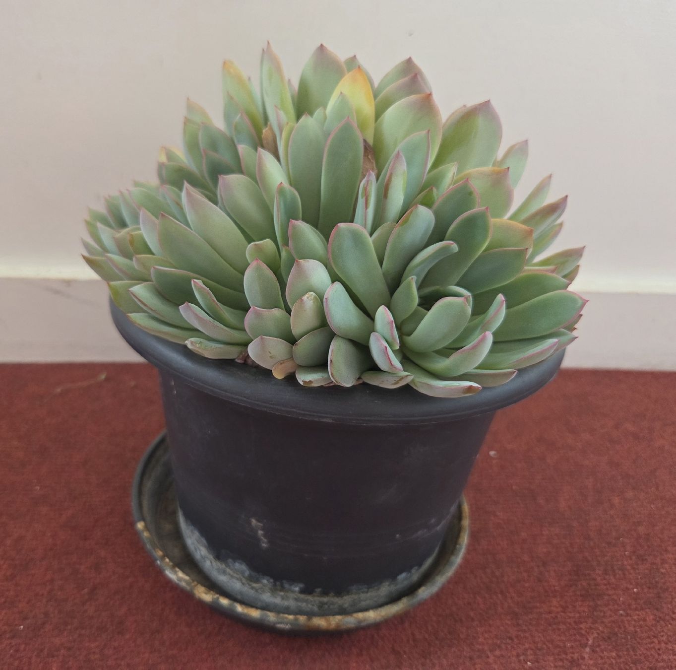 Piante & sementi: Echeveria Pflanze, 18cm breit, mit Top – Usato da Konolfingen venduto da S1000RR-Karin 1