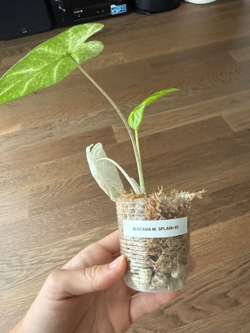 Piante & sementi: Alocasia Macrorrhiza Splash – Usato da Zürich venduto da bau_d56d 1