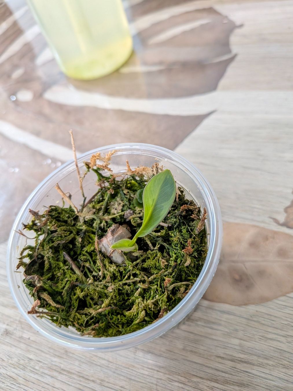 Piante & sementi: Philodendron atabapoens Albo – Usato da Genève venduto da Venellah