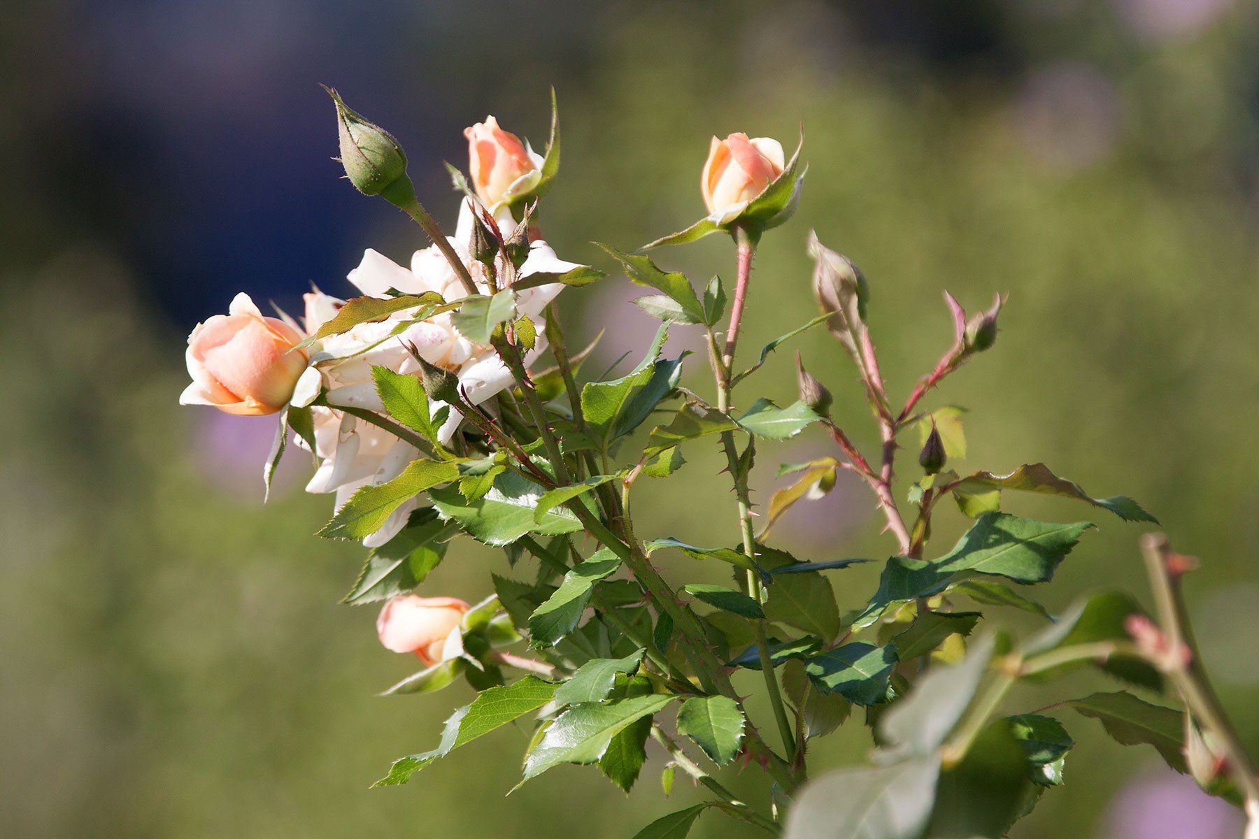 Canon Appareil photo: Canon EOS 50D, Griff, 2 Accus + Lader – D'occasion à Bubendorf par zimmers_creativteam 6