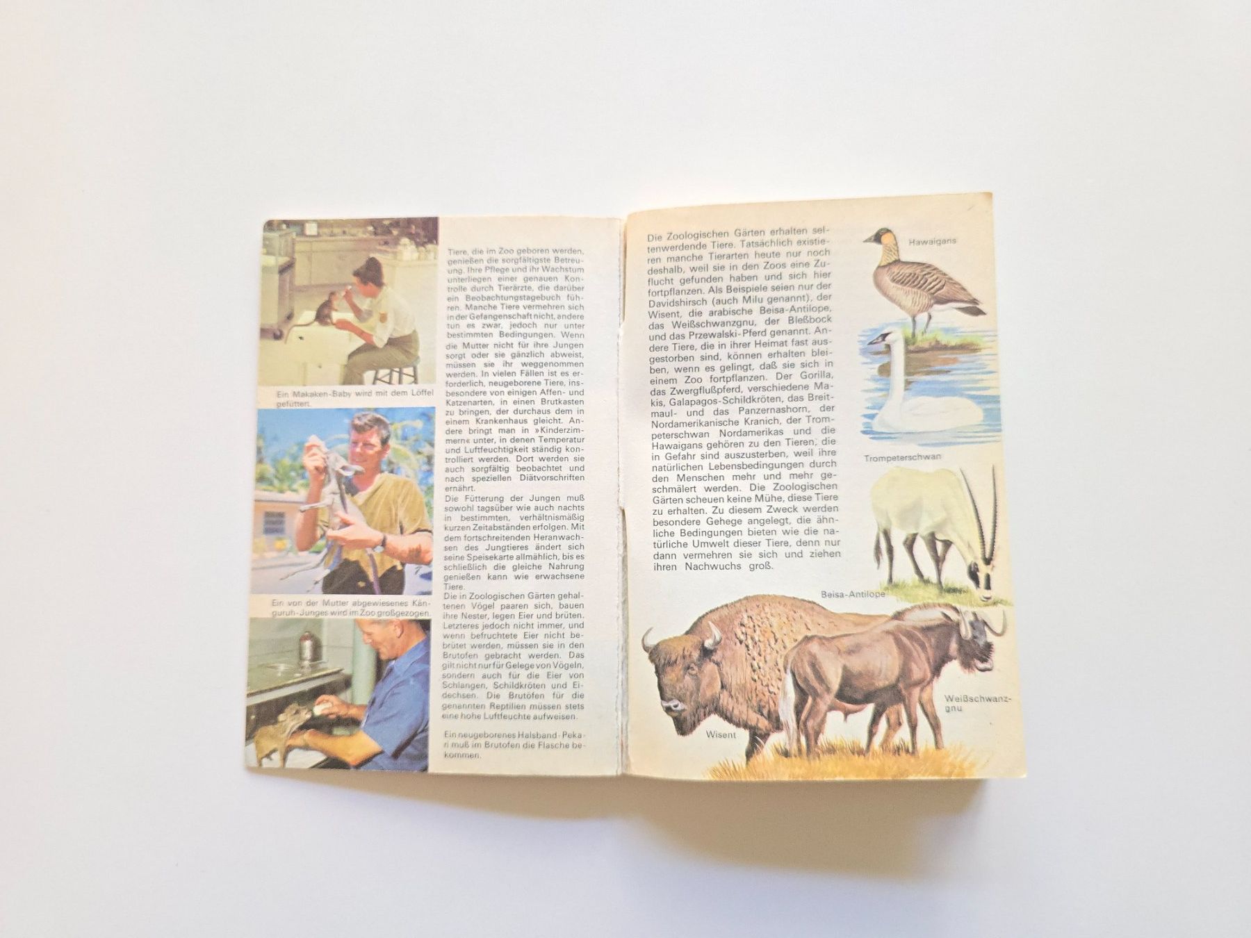 Bücher: Altes Büechli Zootiere 1970 – Gebraucht aus Dättlikon von Wundertuete_ 2