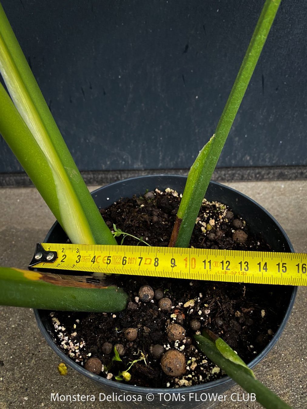 Piante & sementi: Monstera Deliciosa - echte, gross-blättrige Grundform – Nuovo e nell'imballaggio originale da Adliswil venduto da astom369 9