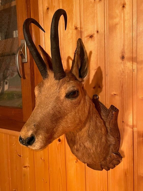 Chamois Support mural pour taxidermie - Chamois - 60 cm - 32 cm - 36 cm