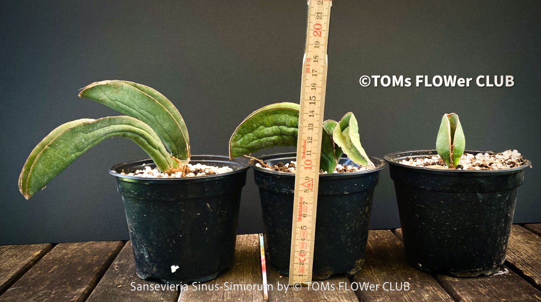 Plantes & graines: Sansevieria Sinus-Simiorum - extrem langsam wachsend – Neuf avec emballage d'origine à Adliswil par MarkyForest 5