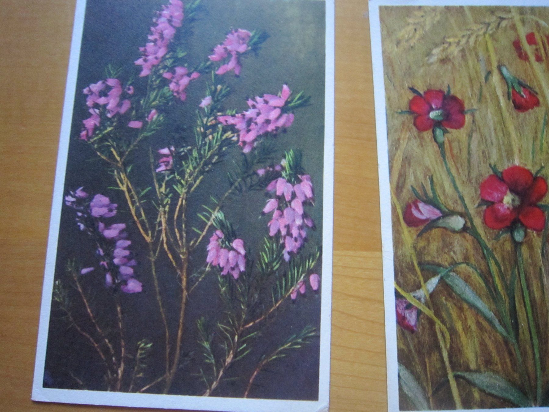 Ansichtskarten: No2 Postkarten Blumen – Gebraucht aus Gordola von Polentaefung 2