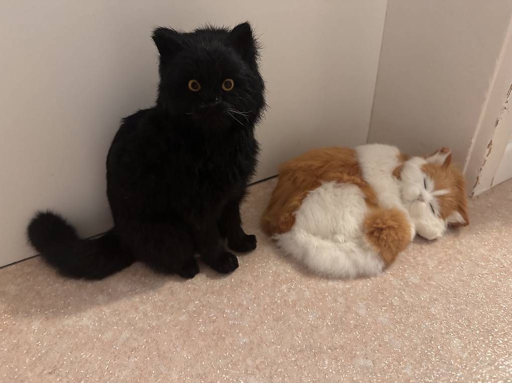 Jouets: Realistische Katzen Plüschtiere – D'occasion à Mellingen par Marvel69