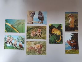 8 Sammelbilder Tiere, Getreideflocken AG, Lenzburg, vintage