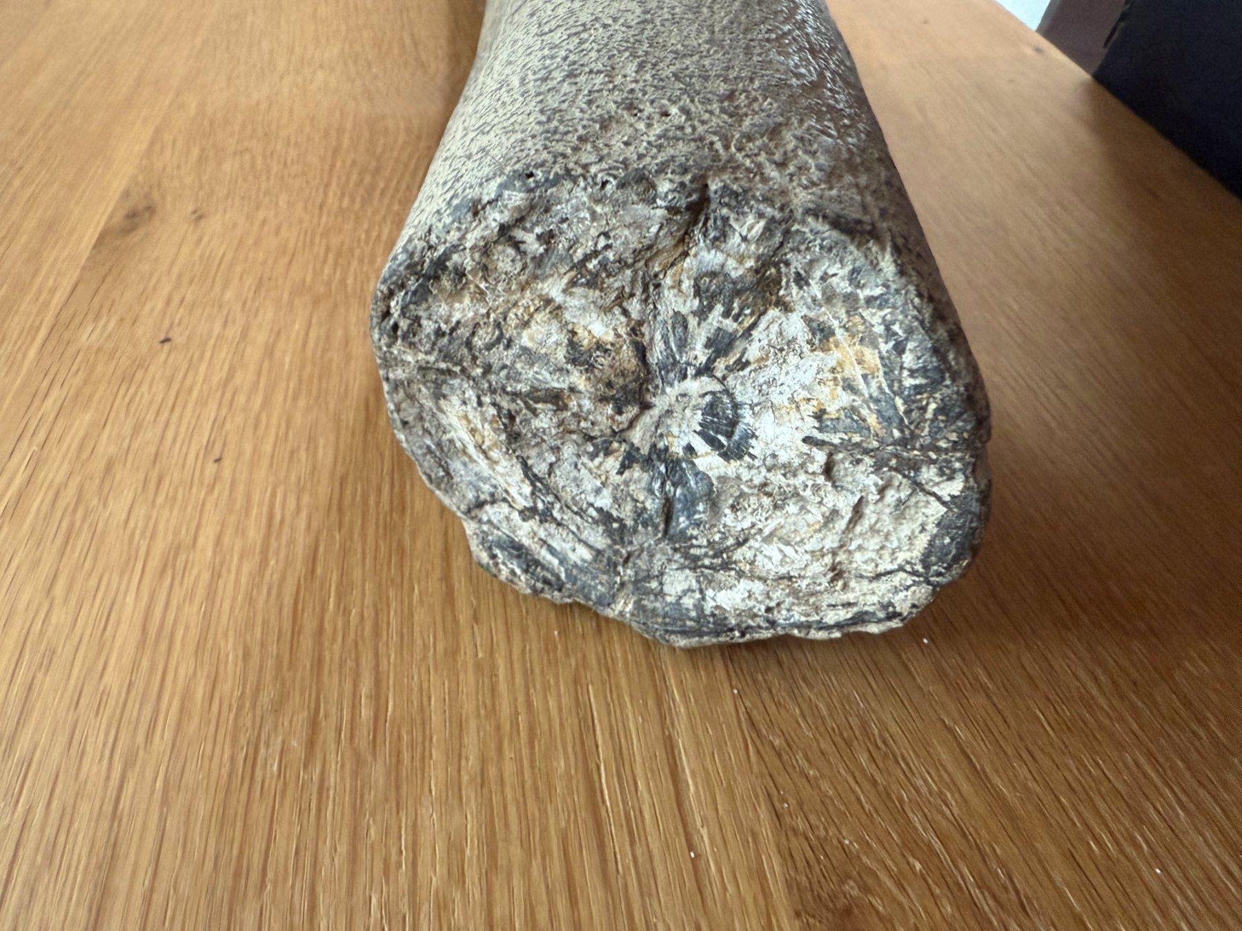 Fossili: spektakulärer Stegodon Stosszahn – Usato da schüpfen venduto da rica122 1