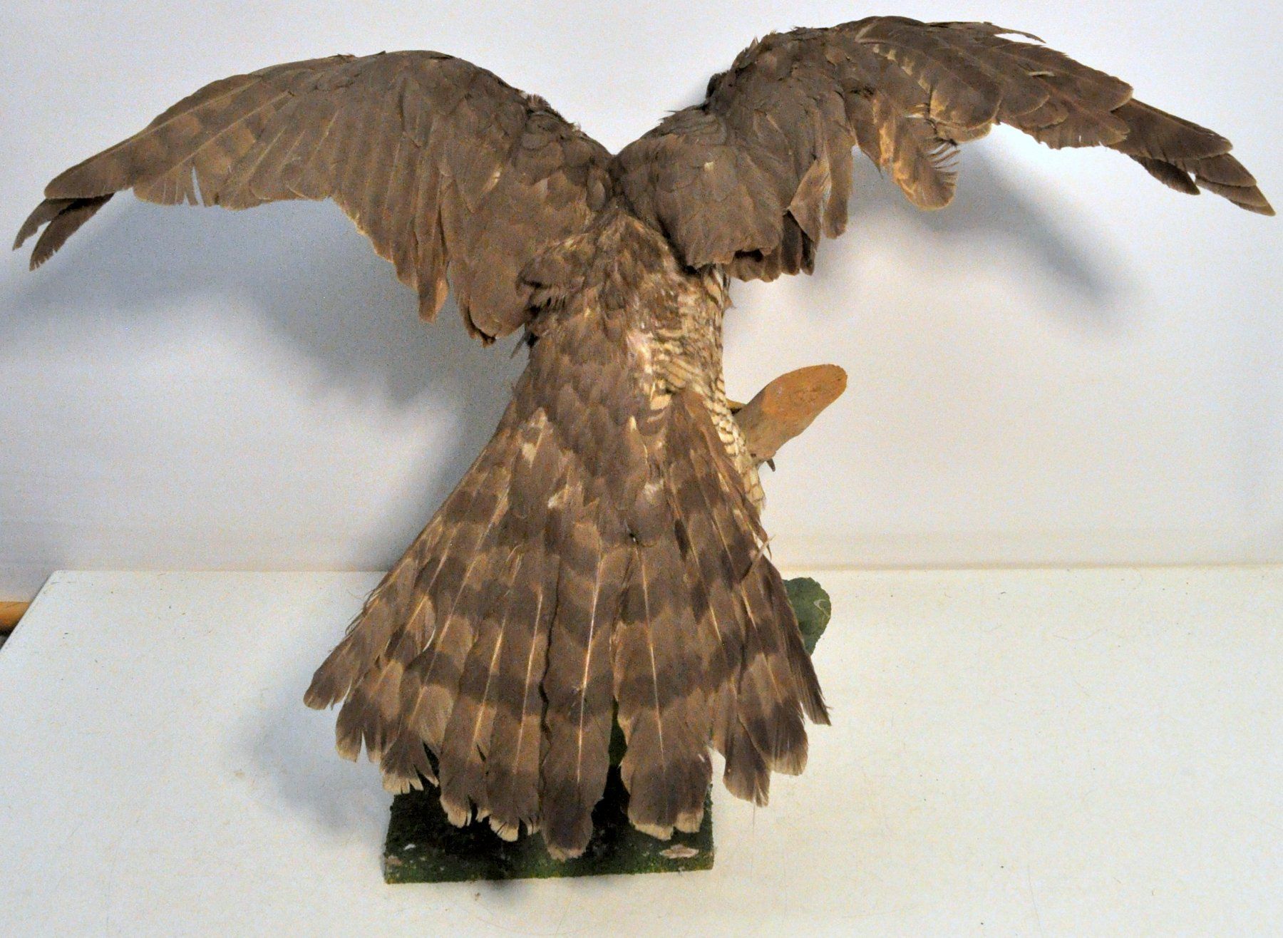 Welt der Tiere: Rapace naturalisé – Gebraucht aus Neuchâtel von Neuchatel 6