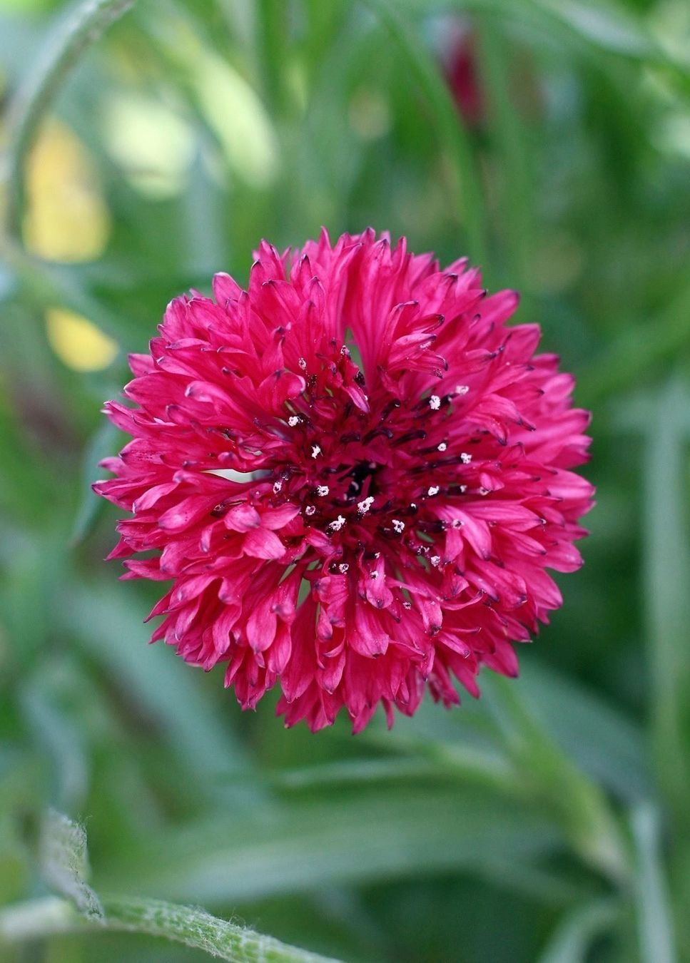 Pflanzen & Samen: 200 Samen Kornblume RED BOY – Neu (gemäss Beschreibung) aus Ehrendingen von VerveinaSamen 5