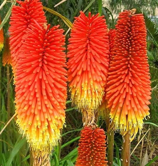 Plantes & graines: Fackellilie - Kniphofia uvaria 'Grandiflora' - 50 Samen – Neuf avec emballage d'origine à Sumiswald par Cham14558