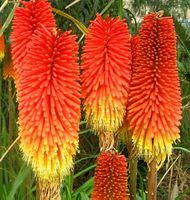 Fackellilie - Kniphofia uvaria 'Grandiflora' - 50 Samen