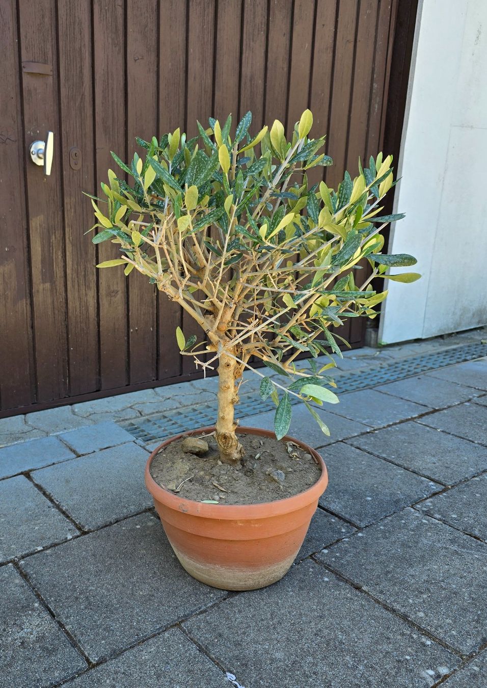 Plantes & graines: Olivenbaum Nr.3 – D'occasion à Aarburg par popkorn65 3