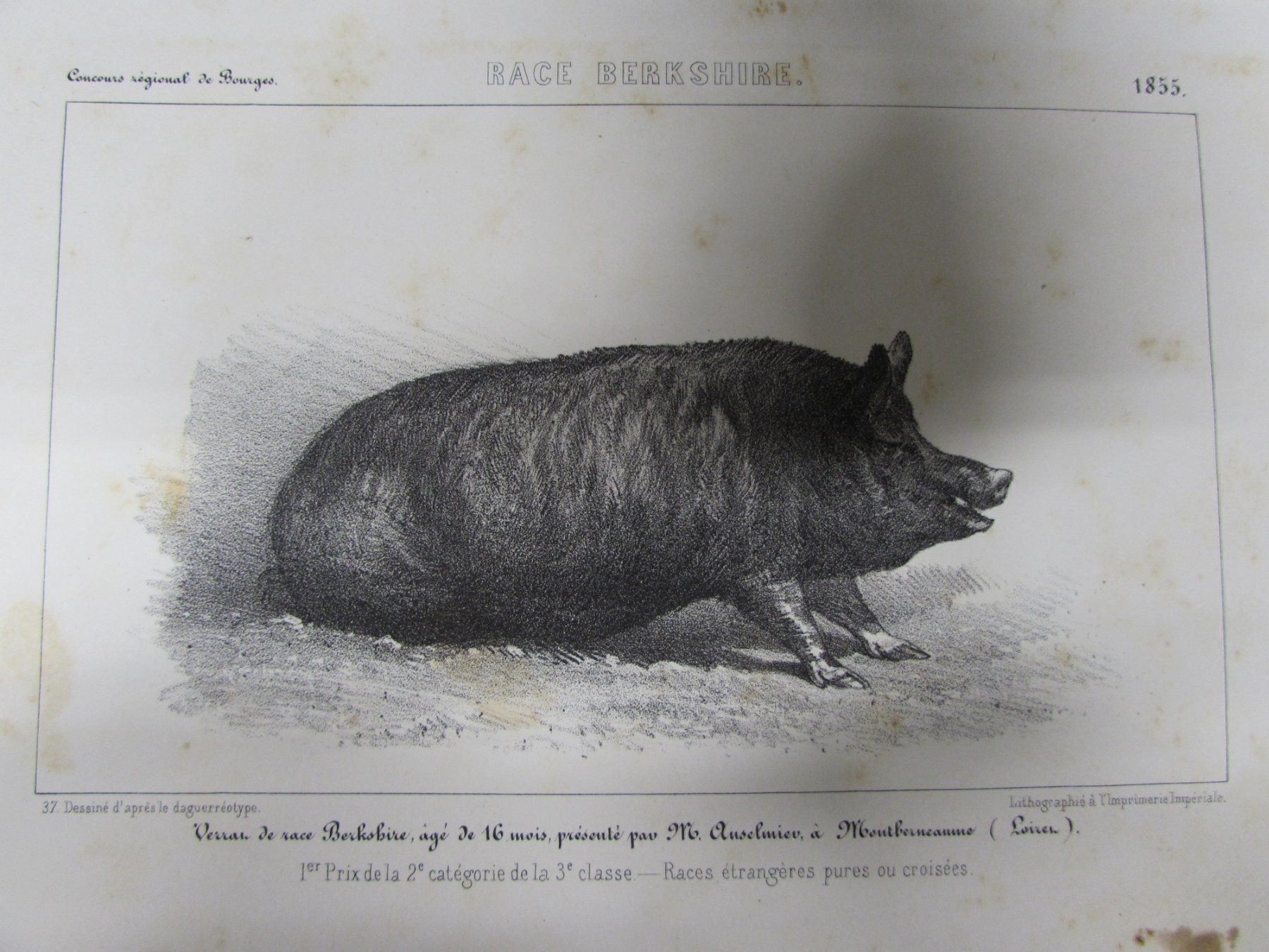 Incisioni: 3 antike Schweine, 1855 – Usato da Walchwil venduto da Shells1 1
