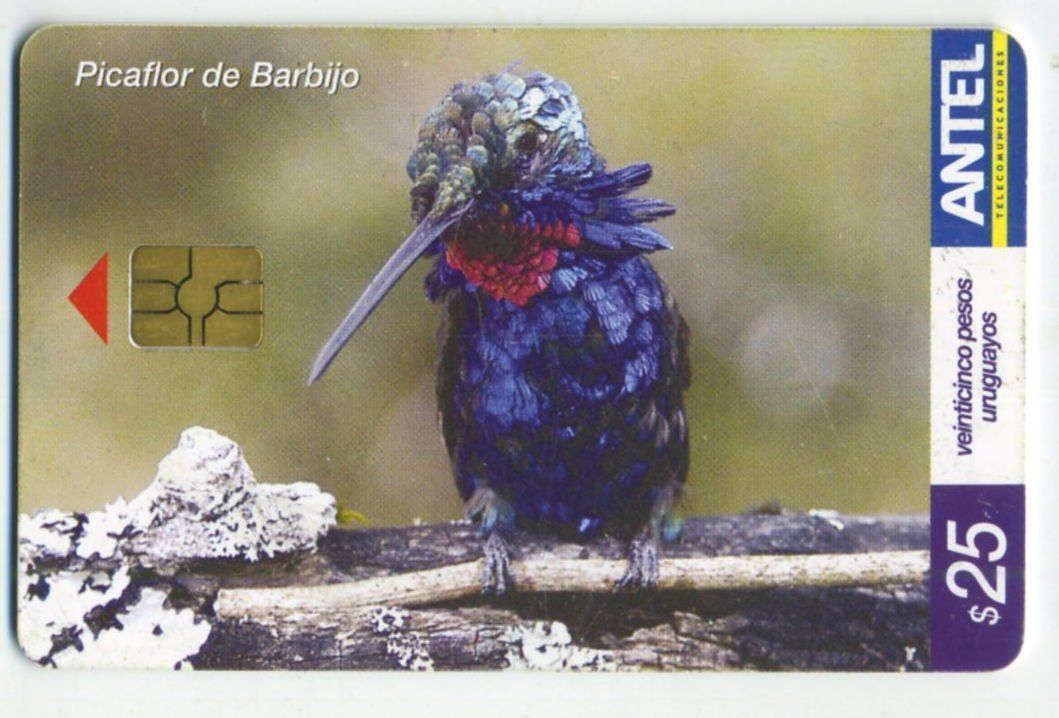 Schede telefoniche: Telefonkarte "Kolibri". Uruguay – Usato da Basel venduto da Butsch5