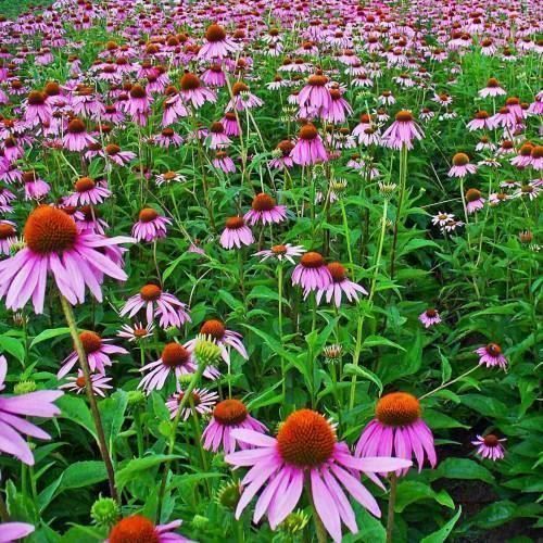 Pflanzen & Samen: Echinacée pourpre  2 plants – Neu (gemäss Beschreibung) aus Bremblens von FIBONACCI369 1