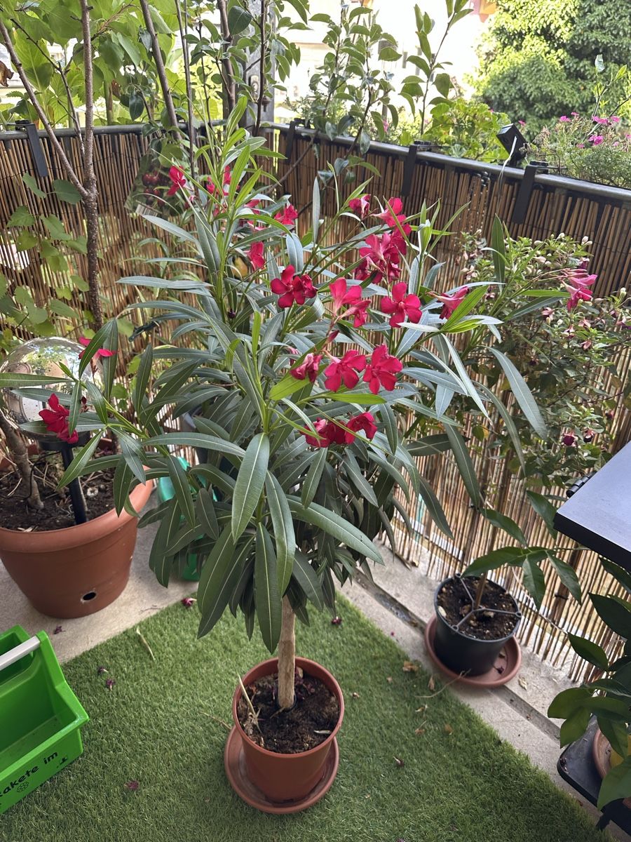 Piante & sementi: Oleander Stämmchen rot – Usato da Bern venduto da womiman